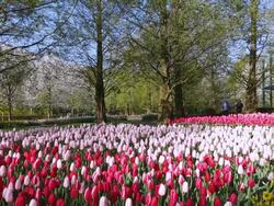 WS View of red and pink color tulip fields and people roaming at Keukenhof Gardens / Lisse, South Holland, Netherlands Stock Footage