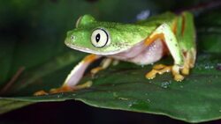 Amazon Leaf Frog (Agalychnis hulli) on a rainforest leaf, blinks eyes Stock Footage