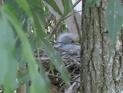 Snowy Egret Chicks in Their Nest Stock Footage