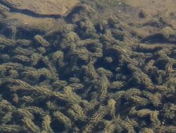 Charophytas in pond HD Stock Footage