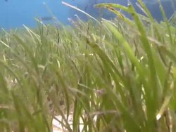 Track forward over and through sea grass, Southern Visayas, Philippines Stock Footage