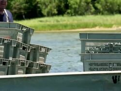 MS PAN Waterman Dumping Bucket of Clams into Container on Boat / Oyster, Virginia, USA Stock Footage
