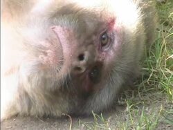 Male Monkey Face Stock Footage