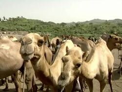 Camels at camel market Stock Footage