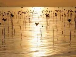 Young mangroves with sunset background. Stock Footage