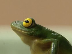 Green Tree Frog Stock Footage