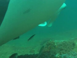 Mantas, eye and cephalic lobes, Mozambique  Stock Footage
