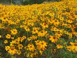 yellow daisy Stock Footage