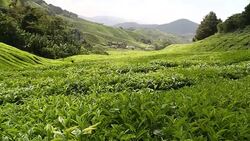 Tea plantation in Cameron Highlands Pahang Stock Footage