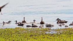 SLO MO Ducks flying on water Stock Footage