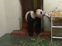 Panda Tian Tian at Edinburgh Zoo News Clip