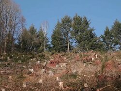  WS View of ravaged woodland after storm  /  Kastel-Staadt, Rhineland-Palatinate, Germany  Stock Footage