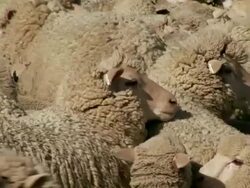 CU PAN Herd of sheep walking on farm in Malmesbury / Western Cape, South Africa Stock Footage