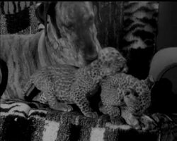 ZOO IN THE HOUSE News Clip