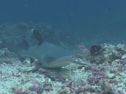 MS Shot of Whitetip reef shark and diver / Sipadan, Sabah, Malaysia  Stock Footage