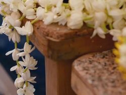 Jasmine flower Stock Footage