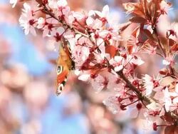 Red Admiral butterfly on Cherry tree HD Stock Footage