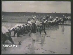 1942: JAPAN: KANTO PLAINS: RICE PLANTATION: * WS Line of Japanese farmers planting rice. WS Male stepping on man-powered irrigation wheel, system, w/ others planting rice. WS Long line of rice planters. Agriculture, farming, countryside Instructional Video