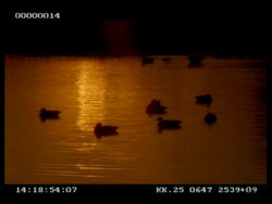 MS Ducks swimming on lake, reflecting orange sunset Stock Footage