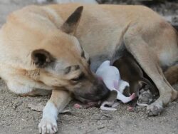 Puppies to suck milk from their mother Stock Footage