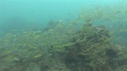 A dense school of fish swarms around corals in the Mekong River. Stock Footage