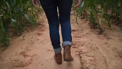 Corn farmer walking in field Stock Footage