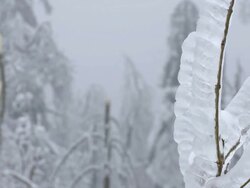 Devastation After An Ice Storm Stock Footage