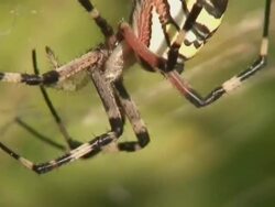 Waspspider Stock Footage