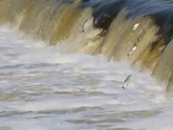 Fish jumping in waterfall Stock Footage