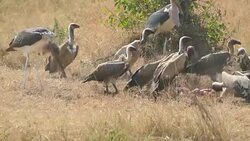Death FETUS and RAPTORs Maribu Storks & Vultures Stock Footage