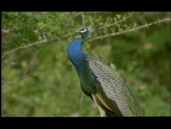 Peacock (Pavo cristatus) perching and calling, Bandipur, Nagarahole, India Stock Footage