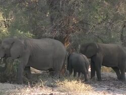 Desert Elephants (Loxodonta africana) under trees, Ugab River Basin, Namibia: desert-dwelling population of African Bush Elephant though not distinct subspecies Stock Footage