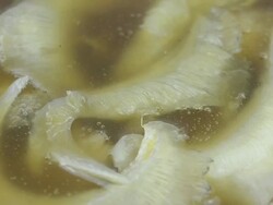Shark fin soup Stock Footage