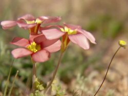 WS R/F View of Several wild flowers / Namaqualand, Northern Cape, South Africa Stock Footage