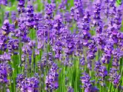 Lavender Field Stock Footage