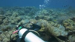 Diver takes clownfish photo Stock Footage