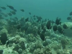 Wide Shot push-in - A school of tropical fish swims past coral formations on the floor of the Great Barrier Reef / Great Barrier Reef, Australia Stock Footage
