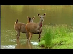 Sambar deer (Cervus unicolor) stamps foot at edge of pool, Nagarahole, Southern India Stock Footage