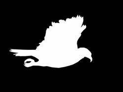 Soaring Eagle (Loopable) Stock Footage