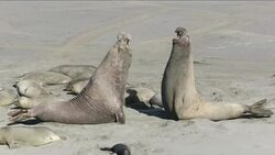 VOICED : Combate de leones marinos News Clip