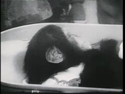 Scientists and doctors examine a chimpanzee strapped in a space capsule after returning from space. News Clip
