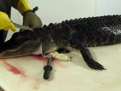 Market For Alligator Meat Booms In Florida Stock Footage