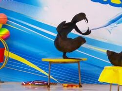 Fur Seal Stock Footage