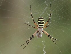  wasp spider (Argiope bruennichi) wish prey on its net Stock Footage