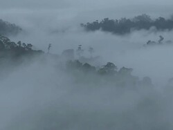 Misty rainforest, Maliau Basin, Sabah, Malaysia, Borneo Stock Footage