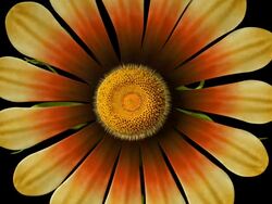 Flower opening CLEAN ALPHA MATTE Stock Footage