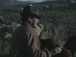 M/S goat herder and his dog in the field, goats at background Stock Footage