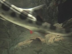 Red fish Stock Footage