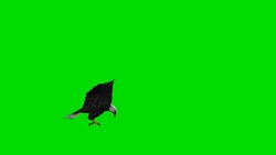 Eagle Attack Green Screen (Loopable) Stock Footage