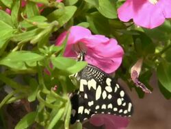 butterfly on a rose garden flowers Stock Footage
